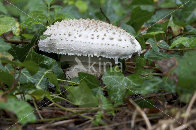 Stekelkopamaniet (Amanita solitaria)