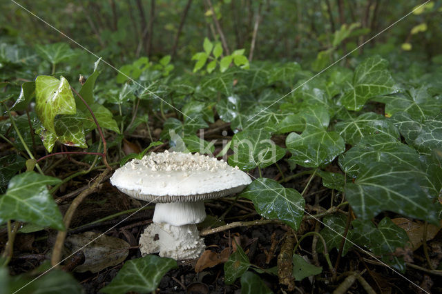 Stekelkopamaniet (Amanita solitaria)