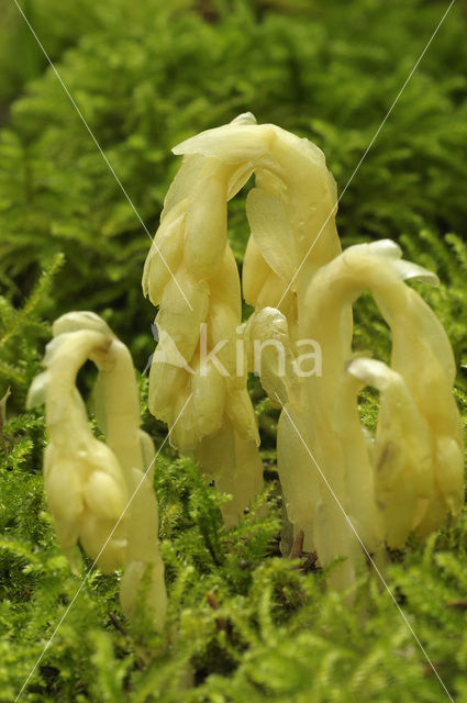 Stofzaad (Monotropa hypopitys)