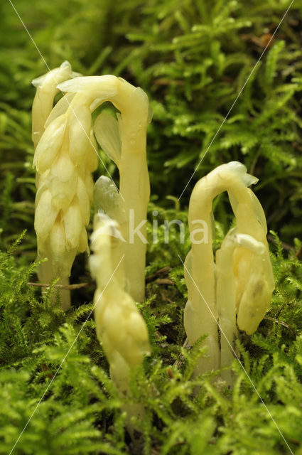 Stofzaad (Monotropa hypopitys)