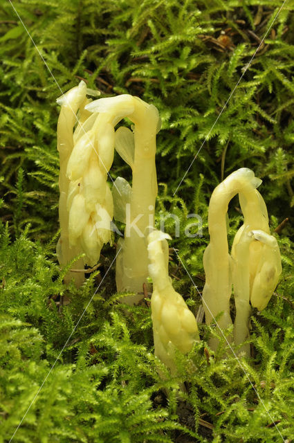 Stofzaad (Monotropa hypopitys)