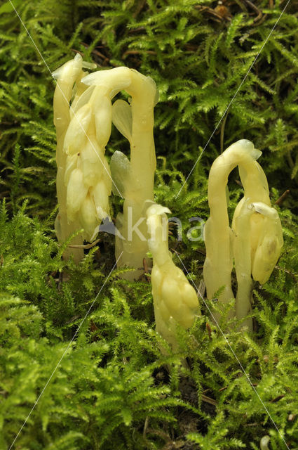 Stofzaad (Monotropa hypopitys)