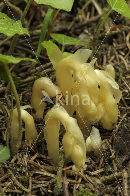 Stofzaad (Monotropa hypopitys)