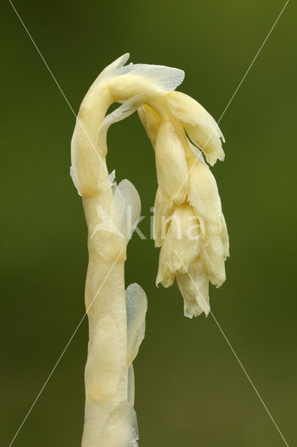 Stofzaad (Monotropa hypopitys)