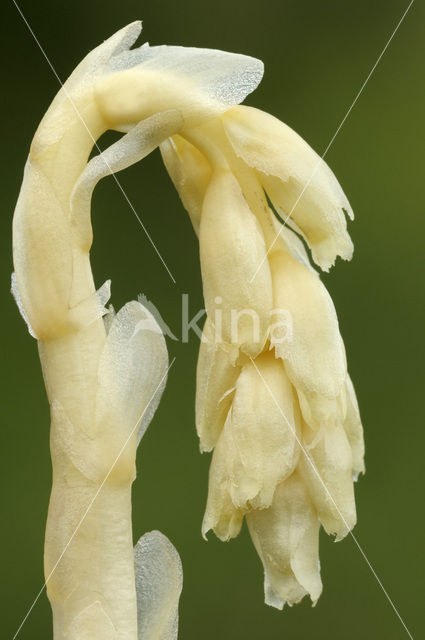 Stofzaad (Monotropa hypopitys)