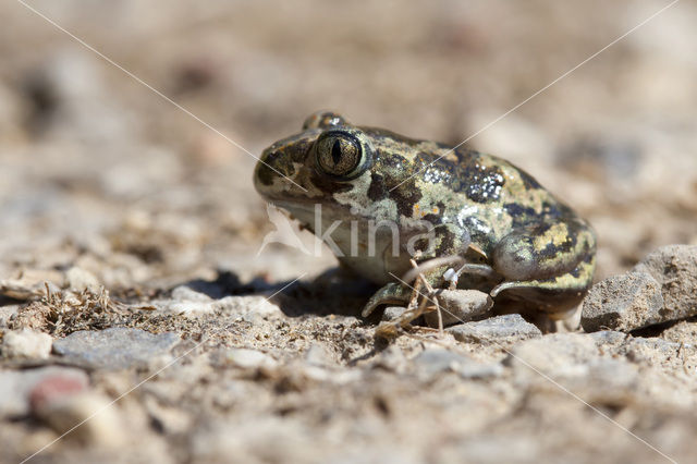 Eastern spadefoot (Pelobates syriacus)