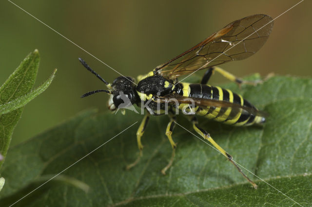 Tenthredo arcuata