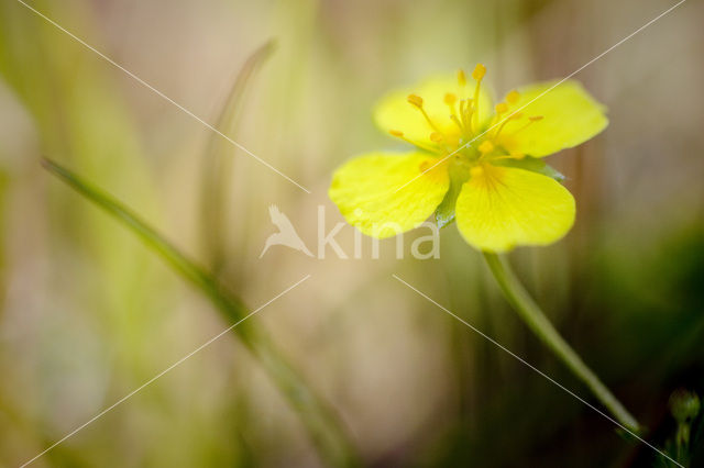 Tormentil (Potentilla erecta)