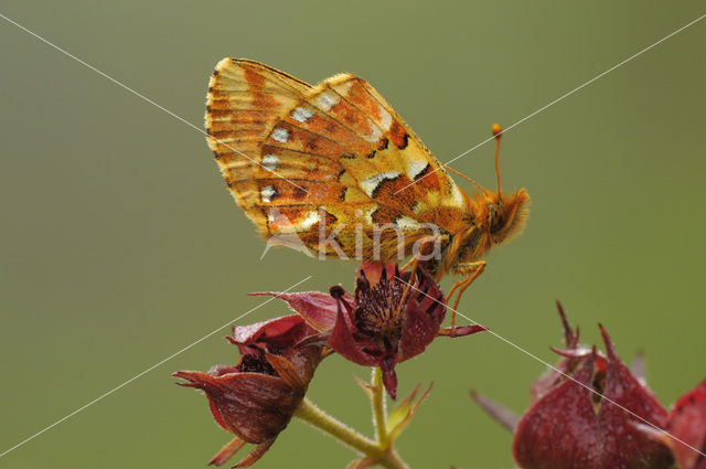 Veenbesparelmoervlinder (Boloria aquilonaris)