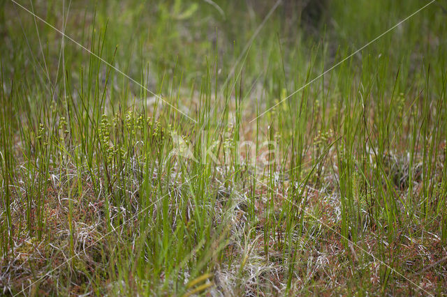 Veenbloembies (Scheuchzeria palustris)