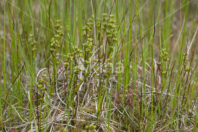 Veenbloembies (Scheuchzeria palustris)