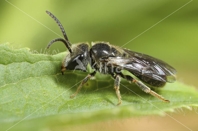 Veluwse franjegroefbij (Lasioglossum sabulosum)