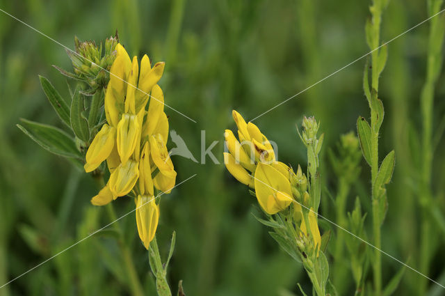 Verfbrem (Genista tinctoria)