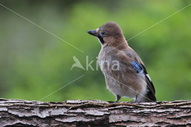 Vlaamse Gaai (Garrulus glandarius)