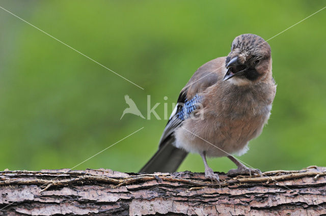 Vlaamse Gaai (Garrulus glandarius)