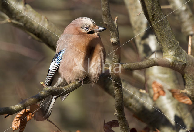 Vlaamse Gaai (Garrulus glandarius)