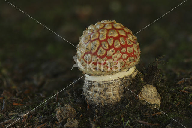 Vliegenzwam (Amanita muscaria)