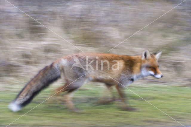 Vos (Vulpes vulpes)