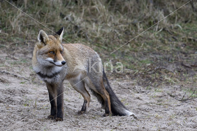 Vos (Vulpes vulpes)