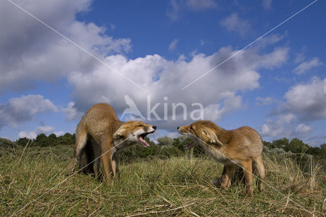 Vos (Vulpes vulpes)