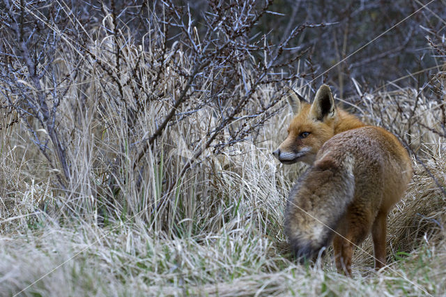 Vos (Vulpes vulpes)