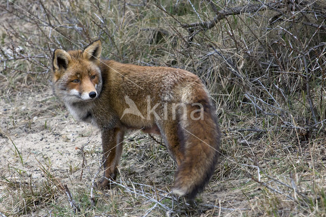 Vos (Vulpes vulpes)