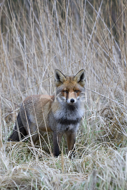 Vos (Vulpes vulpes)