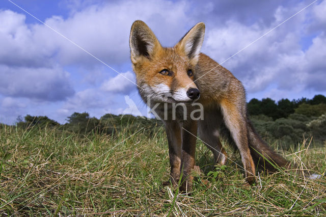 Vos (Vulpes vulpes)