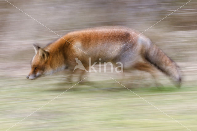 Vos (Vulpes vulpes)