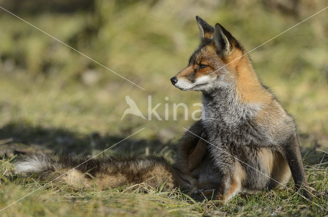 Vos (Vulpes vulpes)