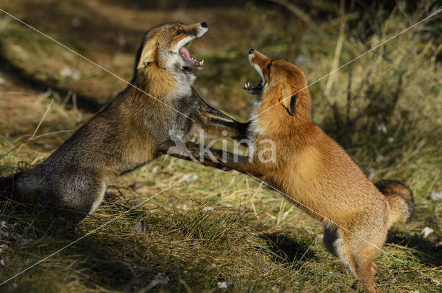 Vos (Vulpes vulpes)