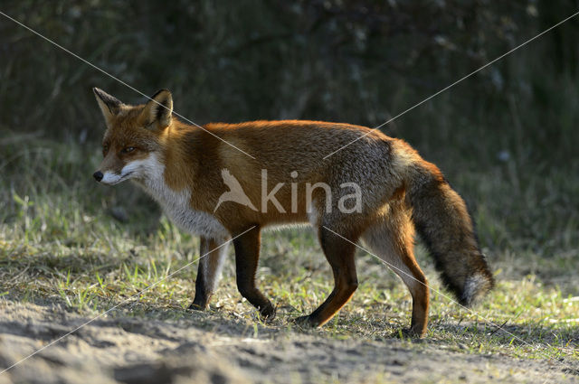 Vos (Vulpes vulpes)