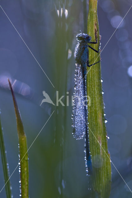 Lantaarntje (Ischnura elegans)