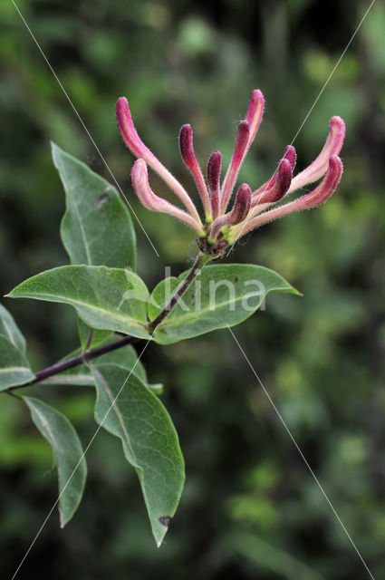 Wilde kamperfoelie (Lonicera periclymenum)