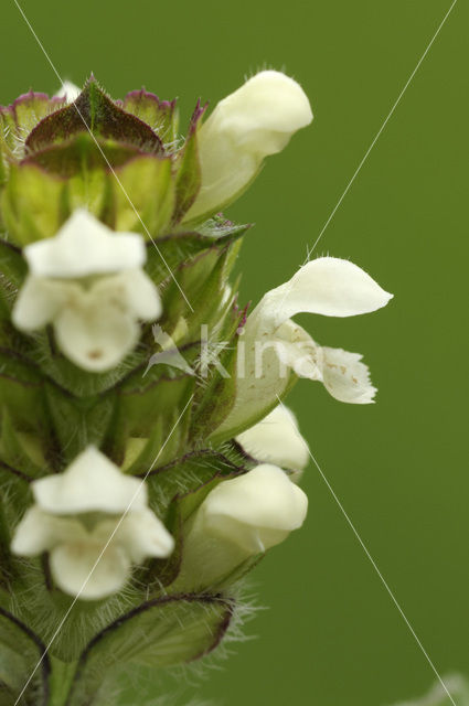 Witte brunel (Prunella laciniata)