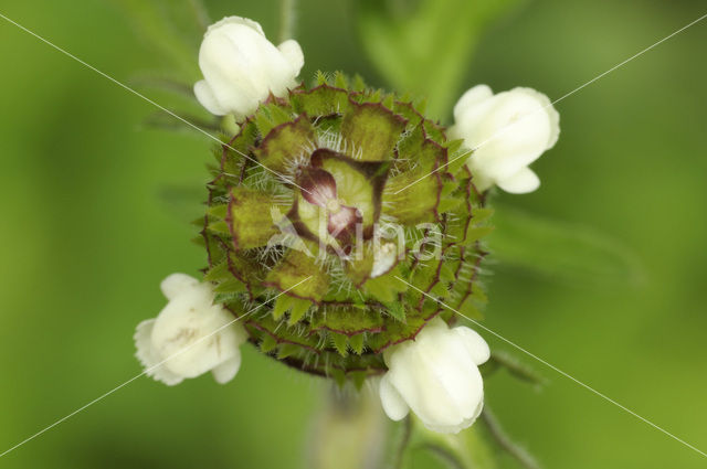 Witte brunel (Prunella laciniata)