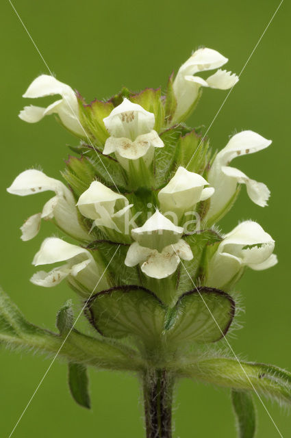 Witte brunel (Prunella laciniata)