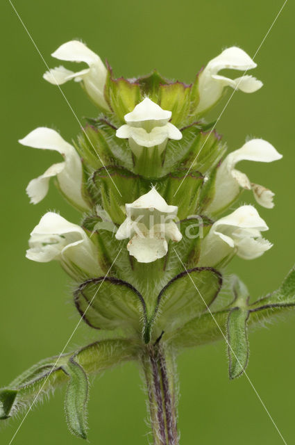 Witte brunel (Prunella laciniata)