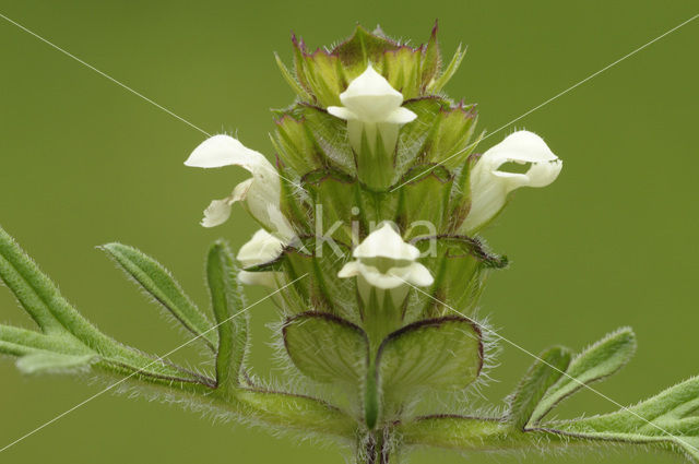 Witte brunel (Prunella laciniata)