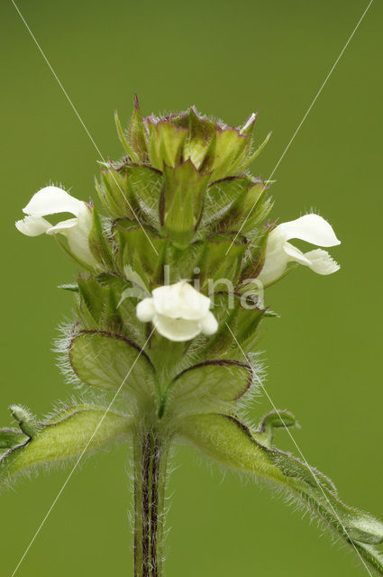 Witte brunel (Prunella laciniata)