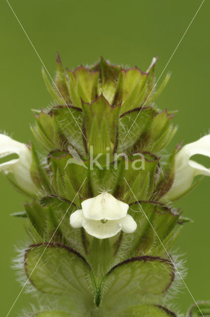 Witte brunel (Prunella laciniata)