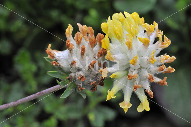 Wondklaver (Anthyllis vulneraria)