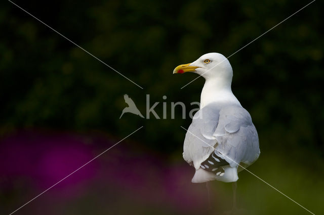 Zilvermeeuw (Larus argentatus)