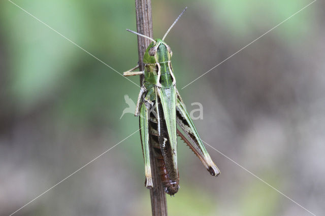 Zoemertje (Stenobothrus lineatus)