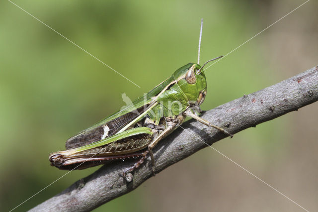 Zoemertje (Stenobothrus lineatus)