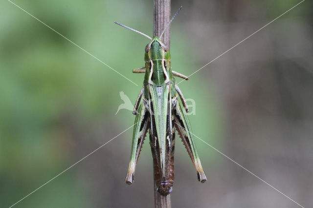 Zoemertje (Stenobothrus lineatus)