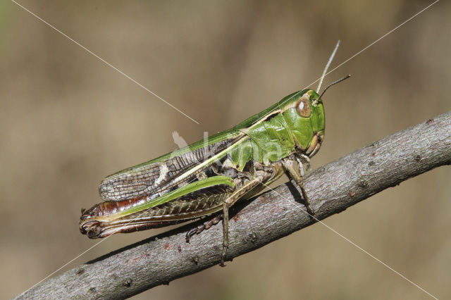 Zoemertje (Stenobothrus lineatus)