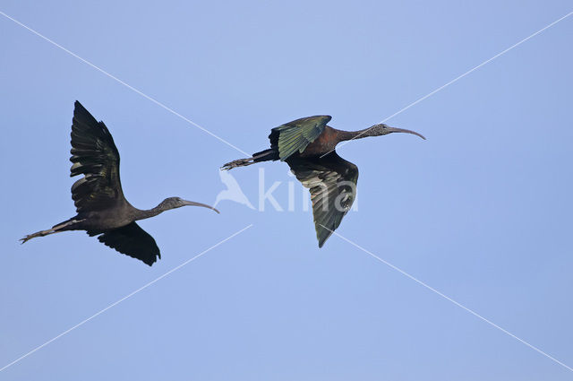 Zwarte Ibis (Plegadis falcinellus)