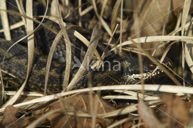 Adder (Vipera berus)