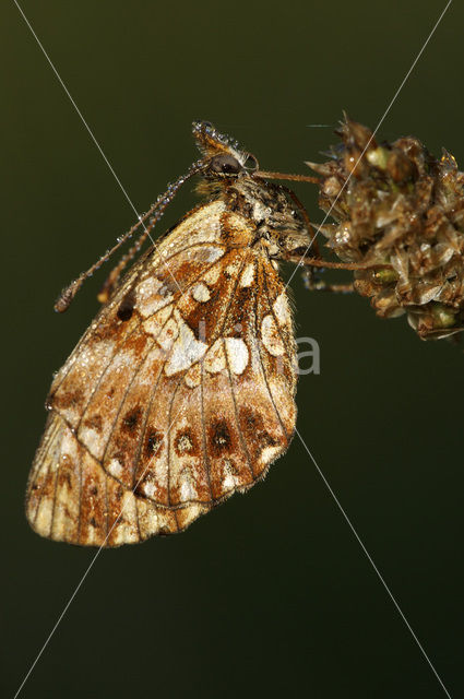 Akkerparelmoervlinder (Boloria dia)